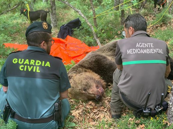 Un operativo de la Junta de Castilla y León ha localizado el cadáver de un oso pardo que se había despeñado en la Montaña Palentina durante un enfrentamiento con una hembra, gravemente herida, y su cría, que siguen desaparecidas. EFE/Junta de Castilla y León