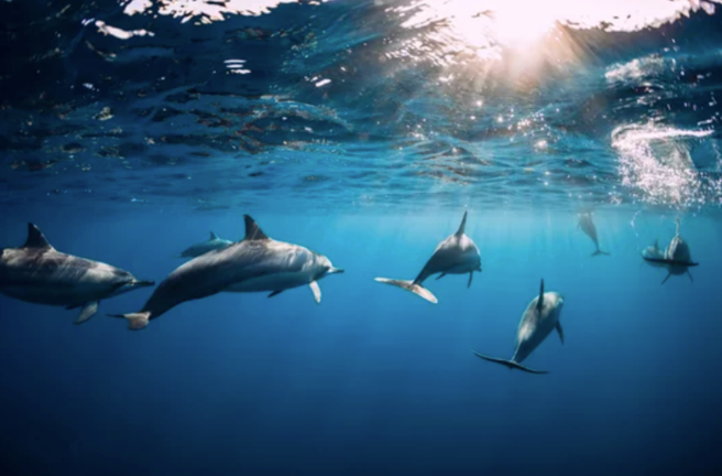 Delfines en el océano.