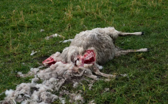 Una oveja tras un ataque de lobo.