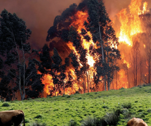 Un incendio junto a varios animales que se encontraban pastando en los montes de Cantabria. / ALERTA