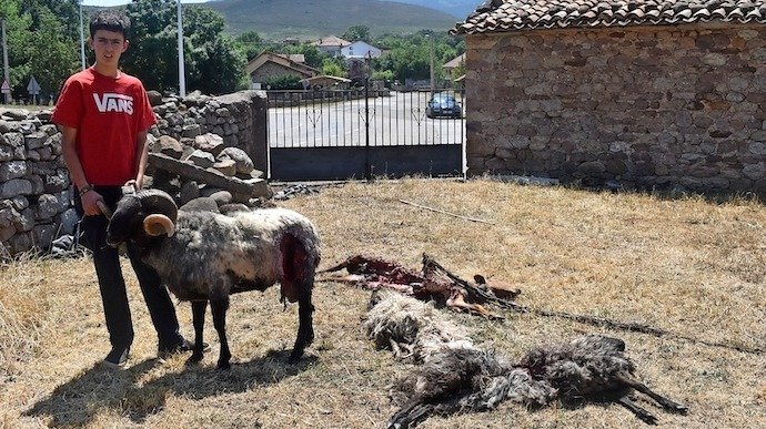 El joven Victor Coira Navamuel posa con el animal herido y varios cuerpos descuartizados por el lobo. / A.E.