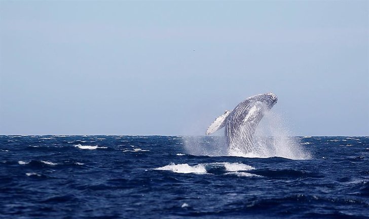 Avistamiento de una ballena en en aguas de Baja California Sur (México). EFE/ Alejandro Zepeda