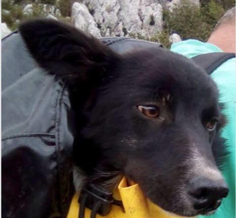 Perro rescatado de una torca de 15 metros en Guriezo - BOMBEROS DE CASTRO URDIALES