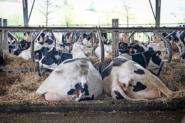 Varias vacas tumbadas en la granja Lacturale, a 3 de abril de 2022, en Etxebarri, Navarra, (España). El grupo Sociedad Agraria de Transformación (S.A.T.) Lacturale es un proyecto de ganaderos de Navarra que tiene como objetivo comercializar la leche que producen en sus granjas, para ofrecer al consumidor una leche de calidad superior. Para ello utilizan el sistema de Producción Integrada, sistema de producción agraria alternativo que emplea prácticas que aseguren a largo plazo una agricultura sostenible, asegurando así  la protección y mejora del medio ambiente, los recursos naturales y la conservación del suelo y el paisaje.? La ‘Producción Integrada de productos agrícolas' está regulada por el Real Decreto desde 2002. Gracias a utilizar este medio de producción, sus productos no se han visto afectados por la huelga de transportes.
04 ABRIL 2022;VACAS;NAVARRA;GRANJA;LACTURALE;SOCIEDAD AGRARIA TRANSFORMACIÓN;
Iñaki Berasaluce / Europa Press
(Foto de ARCHIVO)
03/4/2022
