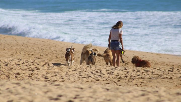 Playa de perros