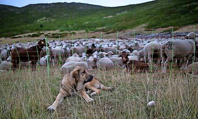 Imagen de archivo de un perro pastor cuidando al rebaño en las montañas cántabras. / A. E.