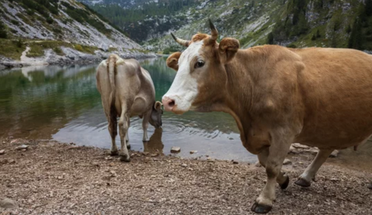 Varias vacas bebiendo agua de un pantano. / ALERTA