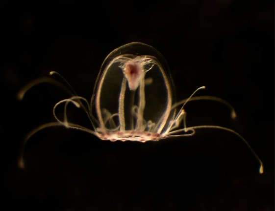 Un equipo de investigadores de la Universidad de Oviedo ha descifrado el genoma de la medusa 'inmortal', Turritopsis dohrnii, y ha definido diversas claves que contribuyen a extender su longevidad hasta el punto de evitar su muerte, un avance que podría permitir encontrar respuestas a las enfermedades asociadas al envejecimiento en los seres humanos. EFE/Universidad de Oviedo ***SÓLO USO EDITORIAL, PERMITIDO SU USO SÓLO EN RELACIÓN A LA INFORMACIÓN QUE APARECE EN EL PIE DE FOTO, CRÉDITO OBLIGATORIO***