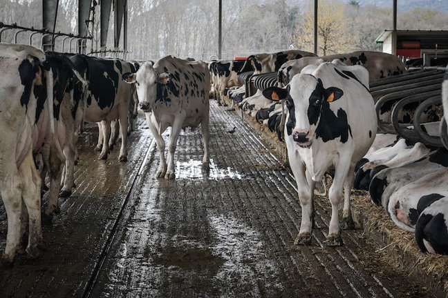 Vacas lecheras pastan en la granja Lacturale, a 3 de abril de 2022, en Etxebarri, Navarra, (España). El grupo Sociedad Agraria de Transformación (S.A.T.) Lacturale es un proyecto de ganaderos de Navarra que tiene como objetivo comercializar la leche que producen en sus granjas, para ofrecer al consumidor una leche de calidad superior. Para ello utilizan el sistema de Producción Integrada, sistema de producción agraria alternativo que emplea prácticas que aseguren a largo plazo una agricultura sostenible, asegurando así  la protección y mejora del medio ambiente, los recursos naturales y la conservación del suelo y el paisaje.? La ‘Producción Integrada de productos agrícolas' está regulada por el Real Decreto desde 2002. Gracias a utilizar este medio de producción, sus productos no se han visto afectados por la huelga de transportes.
04 ABRIL 2022;VACAS;NAVARRA;GRANJA;LACTURALE;SOCIEDAD AGRARIA TRANSFORMACIÓN
Iñaki Berasaluce / Europa Press
(Foto de ARCHIVO)
03/4/2022