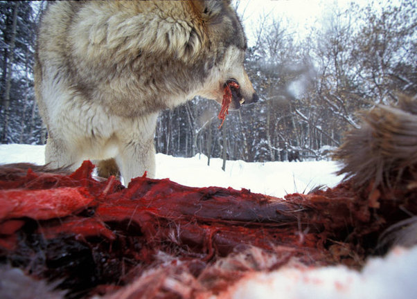 Un lobo en el Centro Internacional del Lobo en Ely, MN, gruñe sobre un ciervo muerto en la carretera, defendiendo su comida de otros lobos.