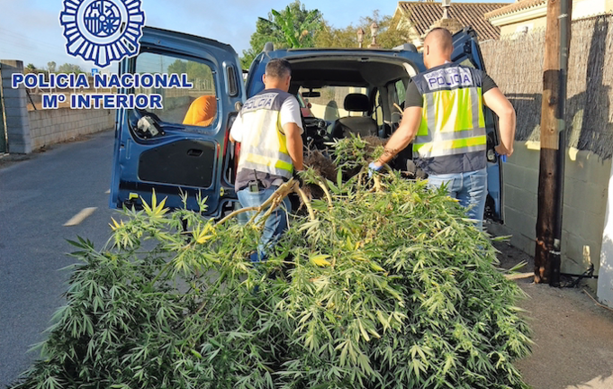 Agentes de la Policía se incautan de unas plantas de marihuana. / ALERTA