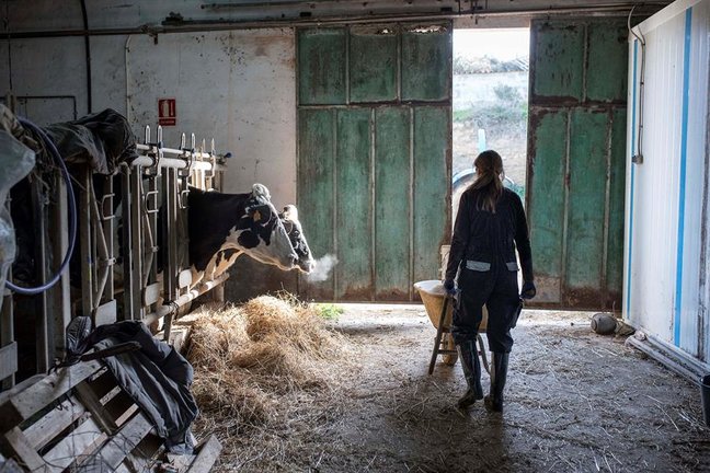 Imagen de archivo de una mujer alimentando a las vacas de una explotación agraria. EFE/ David Arquimbau Sintes