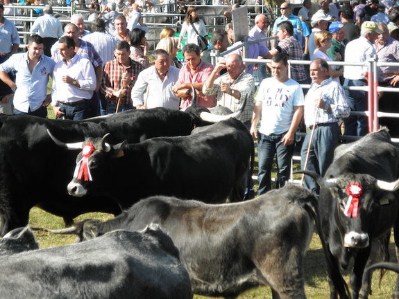 Tradicional feria anual de ganado vacuno y caballar de Ruente. / A. DEL SAJA