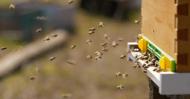Fotografía de abejas en sus colmenas, el 20 de noviembre 2022, en Isla de Pascua, (Chile). EFE/Rodrigo Saez