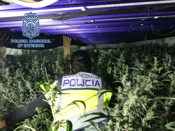 La Policía Nacional desmantela cinco macroplantaciones destinadas al cultivo masivo de marihuana. E.P.