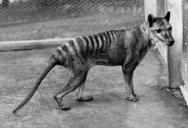 Imagen de archivo de un tigre de Tasmania. EFE/Benjamin A. Sheppard