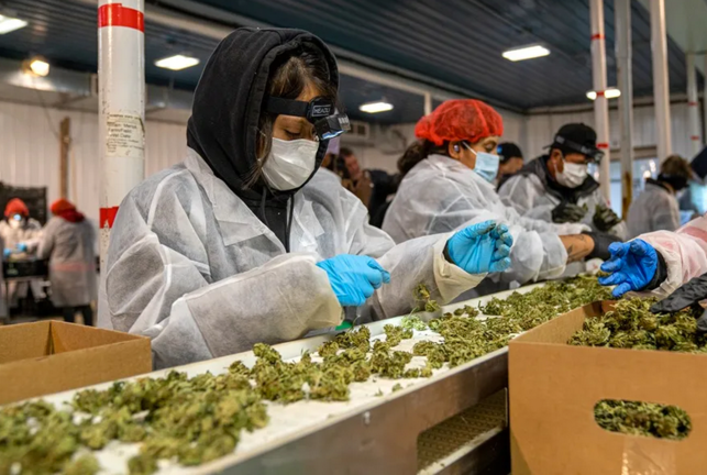 Trabajadoras de Hepworth Ag limpian y seleccionan hojas de marihuana, en la planta de procesamiento de la granja Pura Hepworth, en Milton (Nueva York, EE.UU.). EFE/Ángel Colmenares
