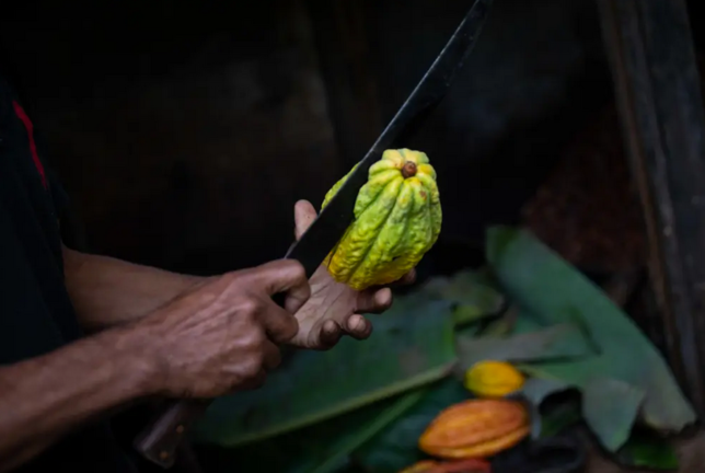 Un hombre corta cacao para extraer semillas, el 4 de diciembre de 2022, en Las Trincheras, estado Carabobo (Venezuela). EFE/ Rayner Peña R.