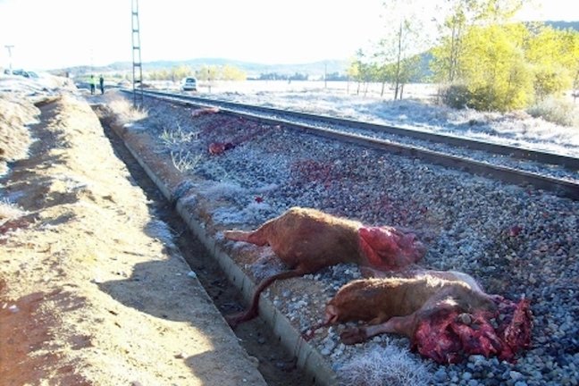 Las vacas atropelladas por el tren junto a la vía. | Fotos cedidas por la Guardia Civil | archivo