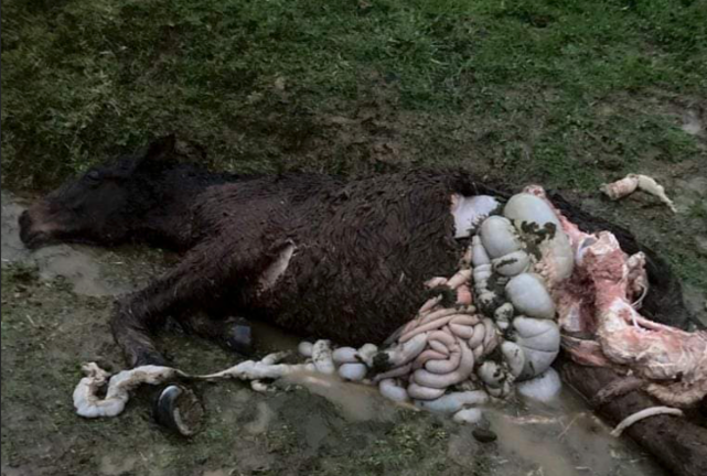 Un potro muerto tras el ataque de un lobo en la zona de Cabuérniga. / SAJA