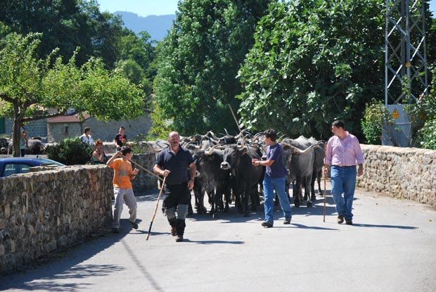 La Feria de la Leche de Ruiloba contará con
la mejor vaca
de Europa