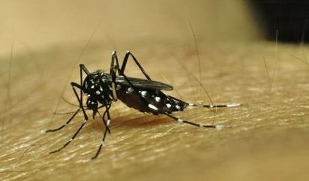Mosquito transmisor del dengue. / EP