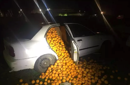 Naranjas robadas e intervenidas por la Policía Local. / PLS