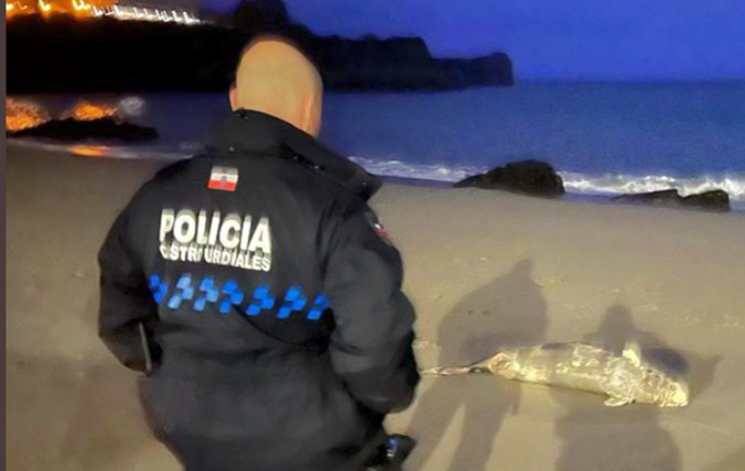 El policía local de Castro Urdiales frente al delfín muerto. / PC