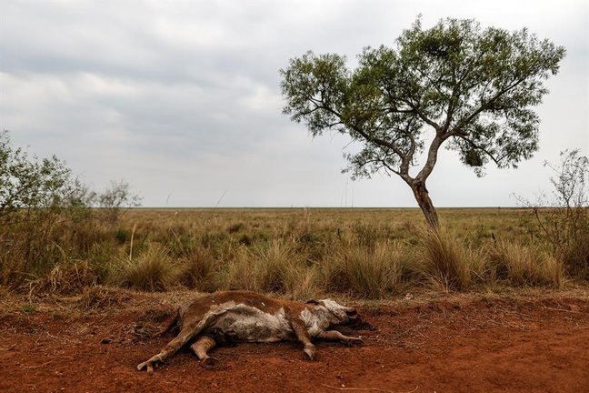 Un animal yace muerto debido a la sequía en un sector afectado por incendios que consumen grandes áreas del territorio de la provincia de Corrientes (Argentina). EFE/Juan Ignacio Roncoroni