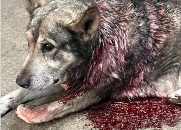 El perro que fue atacado por un lobo, en Los Tojos. / Saja