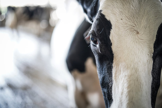 Una vaca en la granja Lacturale, a 3 de abril de 2022, en Etxebarri, Navarra, (España). El grupo Sociedad Agraria de Transformación (S.A.T.) Lacturale es un proyecto de ganaderos de Navarra que tiene como objetivo comercializar la leche que producen en sus granjas, para ofrecer al consumidor una leche de calidad superior. Para ello utilizan el sistema de Producción Integrada, sistema de producción agraria alternativo que emplea prácticas que aseguren a largo plazo una agricultura sostenible, asegurando así  la protección y mejora del medio ambiente, los recursos naturales y la conservación del suelo y el paisaje.? La ‘Producción Integrada de productos agrícolas' está regulada por el Real Decreto desde 2002. Gracias a utilizar este medio de producción, sus productos no se han visto afectados por la huelga de transportes.
04 ABRIL 2022;VACAS;NAVARRA;GRANJA;LACTURALE;SOCIEDAD AGRARIA TRANSFORMACIÓN;
Iñaki Berasaluce / Europa Press
(Foto de ARCHIVO)
03/4/2022