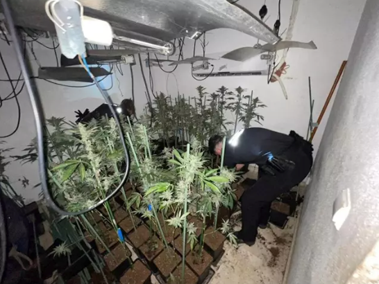 Producción de marihuana en una vivienda de Armilla. / PLA