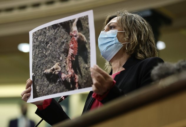 La diputada del GPP en el Congreso de los Diputados, Milagros Marcos, muestra una fotografía de un animal muerto por el ataque de un lobo. / Alerta