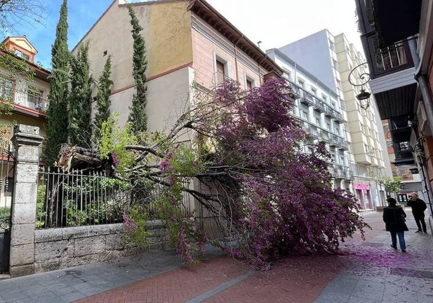 Árbol caído este viernes en la calle Núñez de Arce de Valladolid.