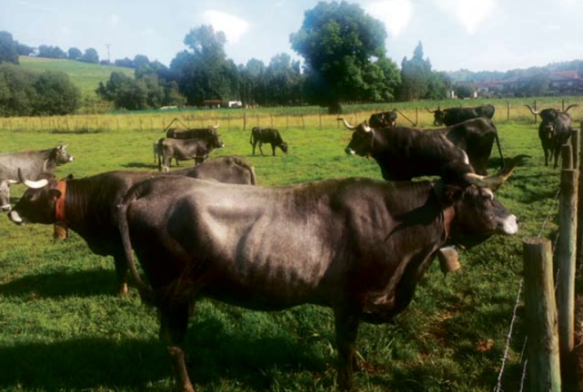 Vacas tudancas pastando en praderas del municipio de Los Tojos. / Saja