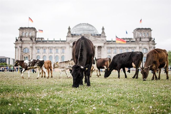 Varias vacas en los jardines del parlamento alemán, durante una protesta. EFE / CLEMENS BILAN