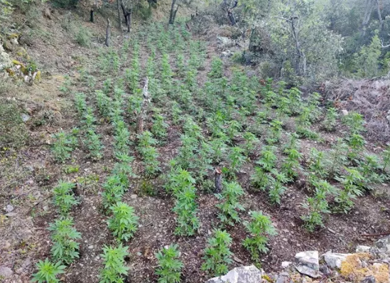 El cultivo de marihuana en el bosque. / MOSSOS D'ESQUADRA