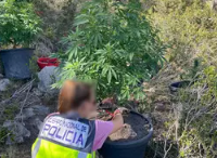 Una agente de Policía Nacional junto a una de las plantas de marihuana incautadas en el cementerio de Ibiza. / CNP