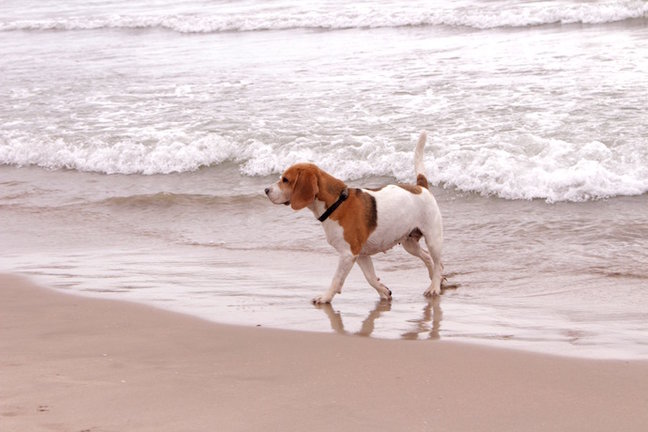 Un perro en una playa habilitada para los canes. / EP