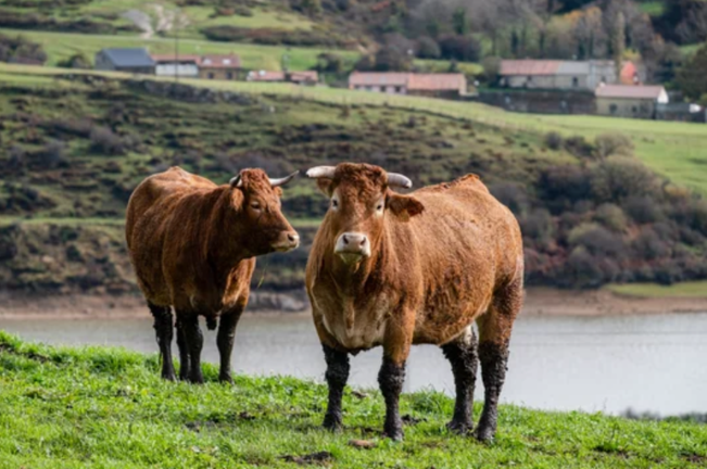 Varias vacas en Mataporquera, Cantabria. / A.E.