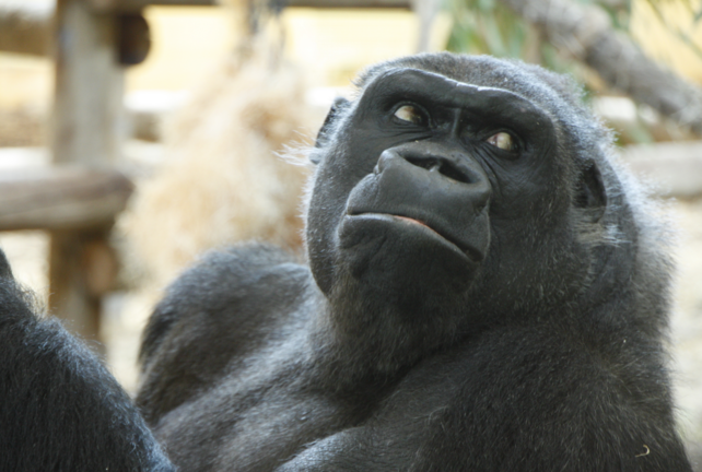Nadia, la primera gorila que llegó al Parque de la Naturaleza de Cabárceno en 2007. / ALERTA