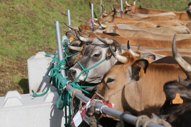 Varias vacas durante una feria de ganado. / Alerta