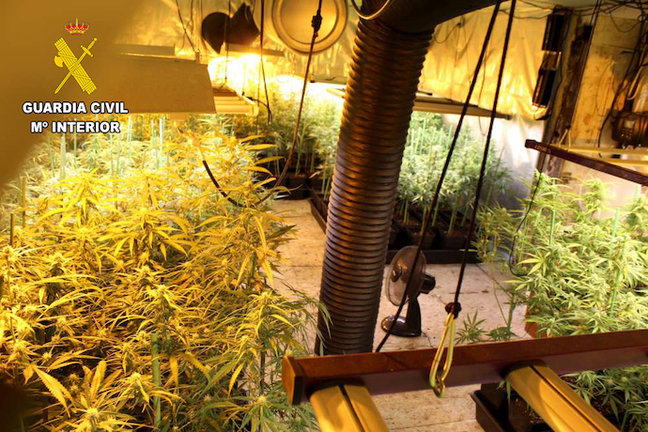 Las plantas de marihuana en el sótano de una vivienda del barrio torrelaveguense de Sierrapando. / OPC