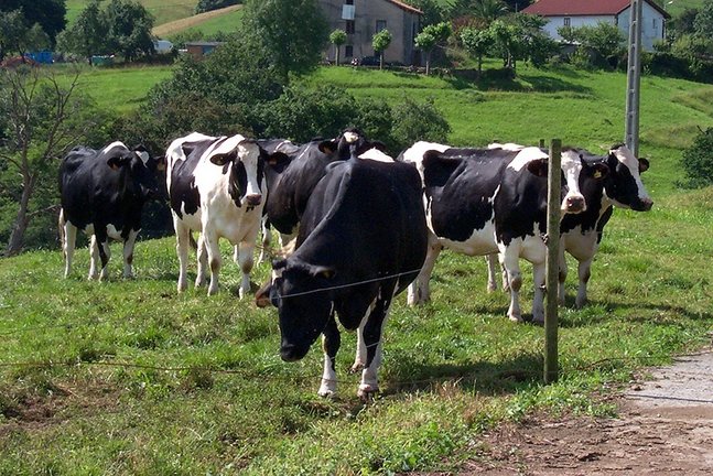 Un grupo de vacas en Cantabria. / ALERTA