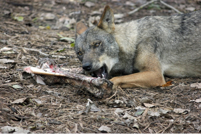 Lobo comiendo carne. / ALERTA
