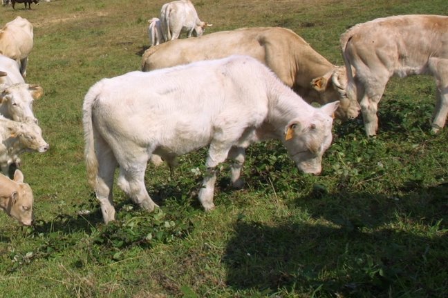 Vacas de carne en Cantabria. / ALERTA
