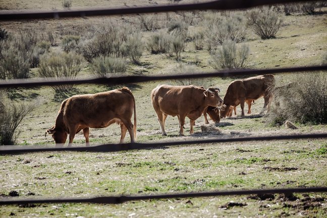 Varias vacas pastando en una actividad ganadera. EP / Carlos Luján