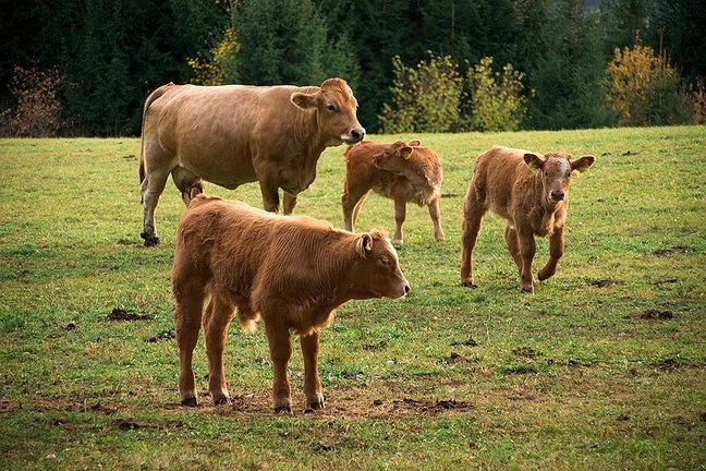 Varias vacas en el campo. / Alerta