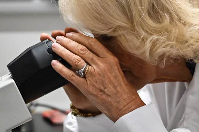Camila, la reina consorte del Reino Unido mira a través del microscopio en una visita al laboratorio de diabetes en Londres. / JUSTIN TALLIS