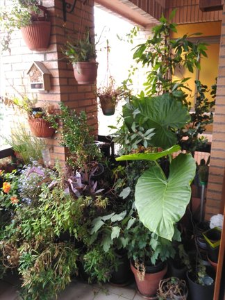 Vista de un jardín con varias plantas. / Alerta